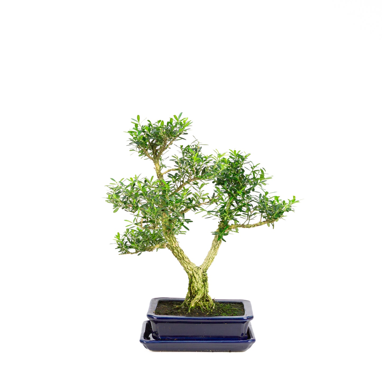 Buxus harlandii Bonsai in blauwe pot 17cm, hoogte ~34cm