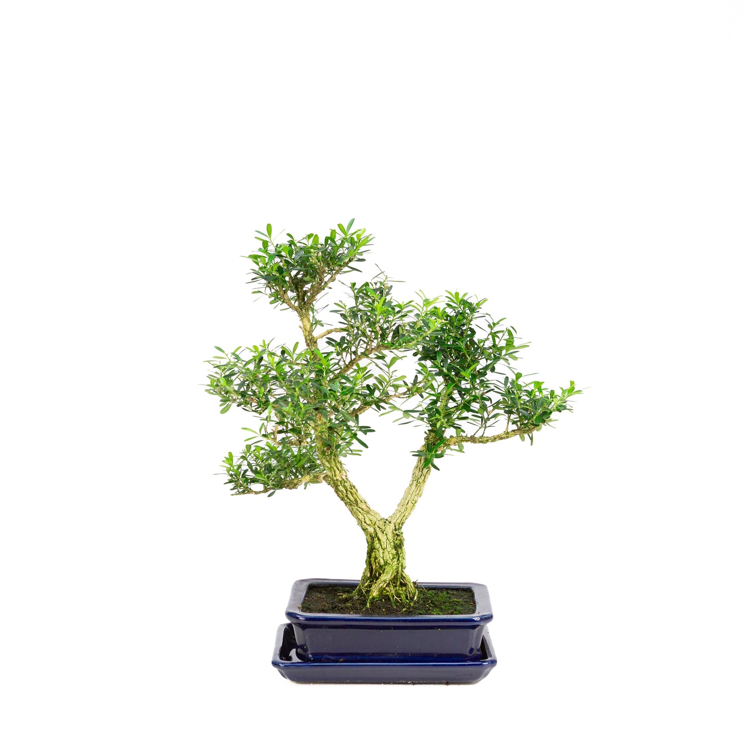 Buxus harlandii Bonsai in blauwe pot 17cm, hoogte ~34cm