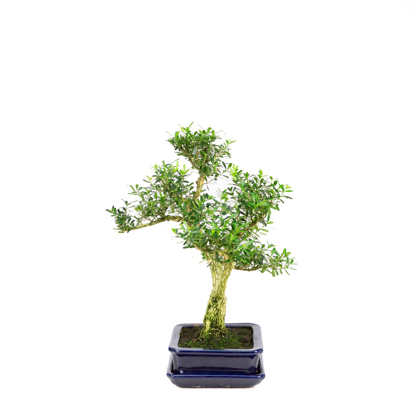 Buxus harlandii Bonsai in blauwe pot 17cm, hoogte ~34cm