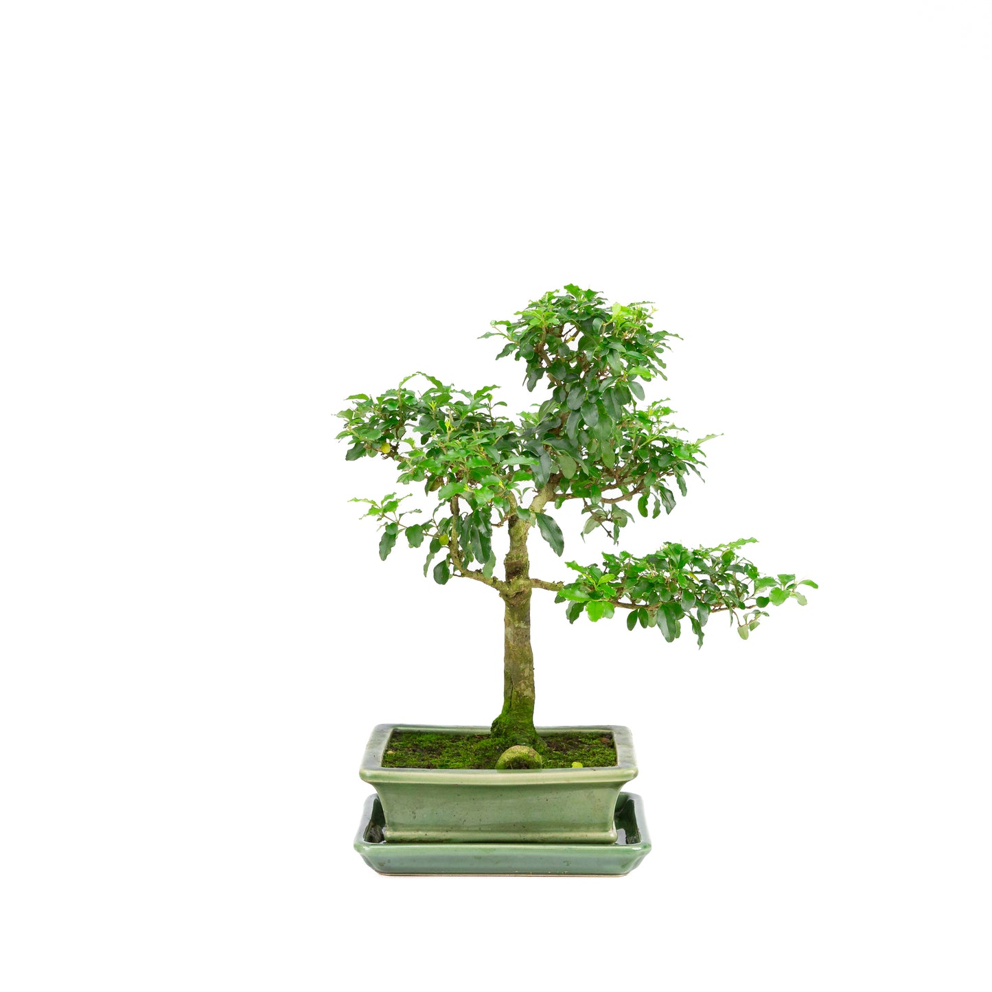 Ligustrum ovalifolium Bonsai in groene pot 16cm, hoogte ~34cm