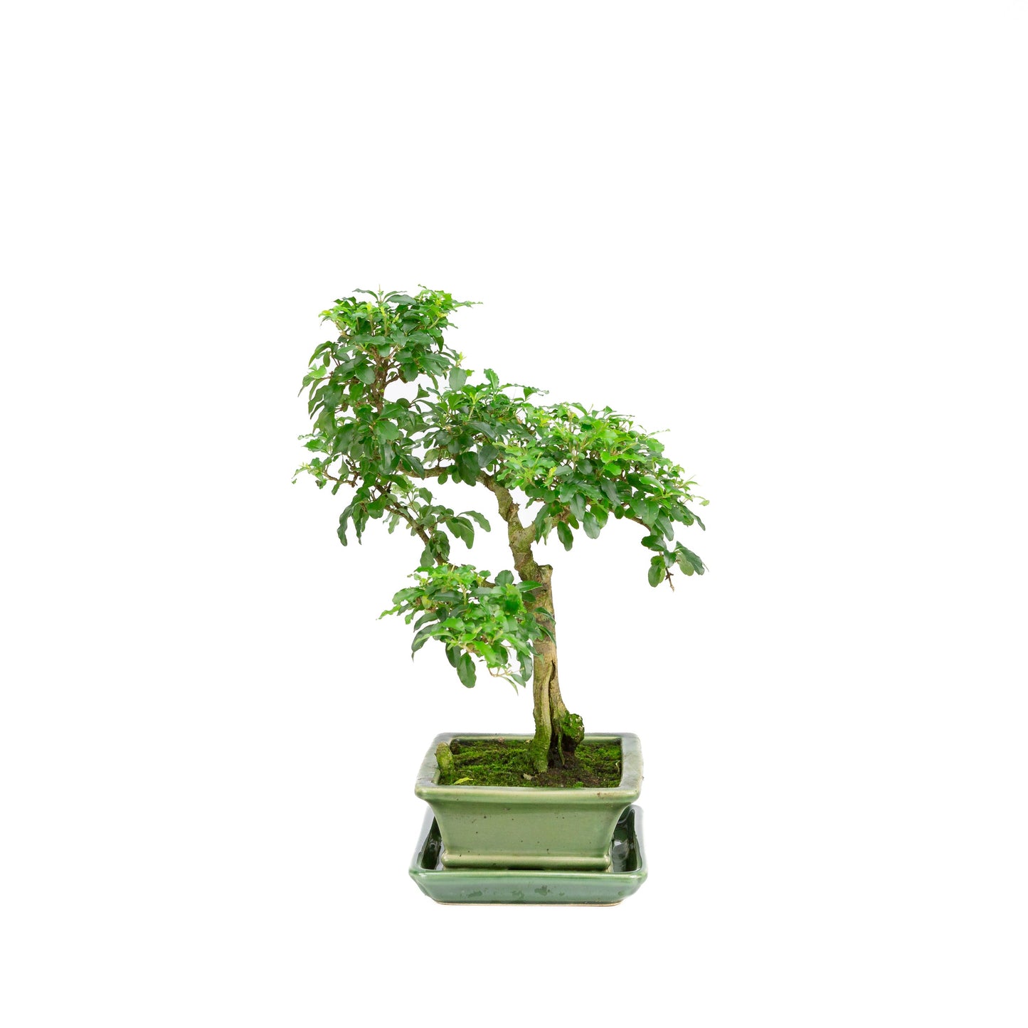 Ligustrum ovalifolium Bonsai in groene pot 16cm, hoogte ~34cm