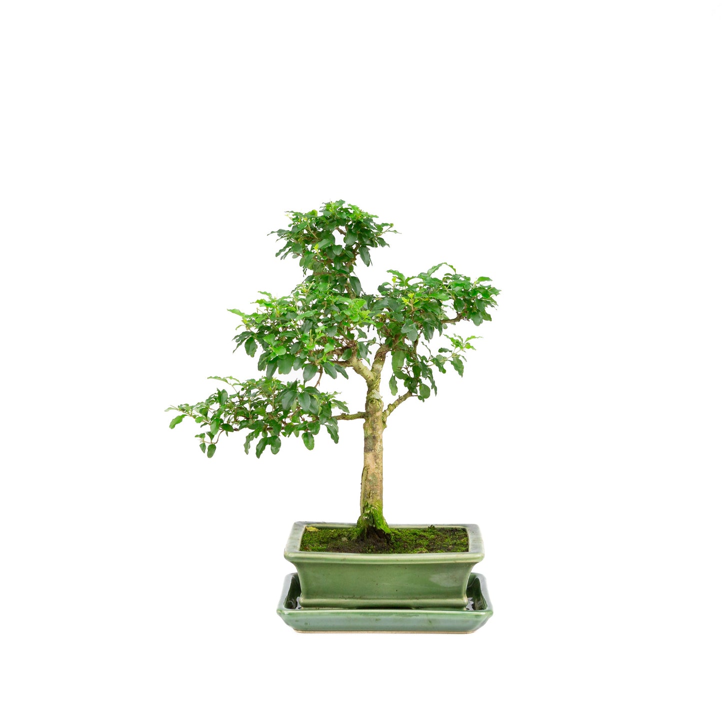 Ligustrum ovalifolium Bonsai in groene pot 16cm, hoogte ~34cm