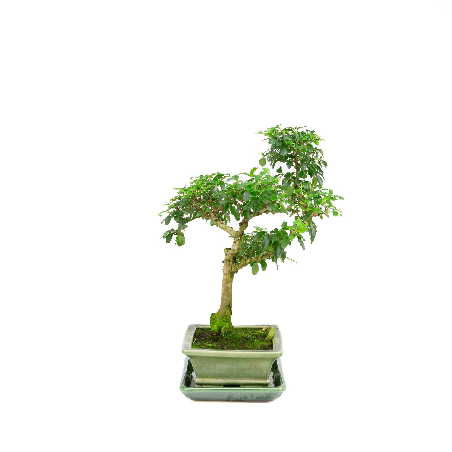 Ligustrum ovalifolium Bonsai in groene pot 16cm, hoogte ~34cm