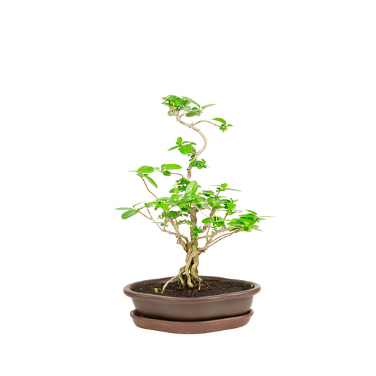 Premna Bonsai in bruine pot 22cm, hoogte ~35cm