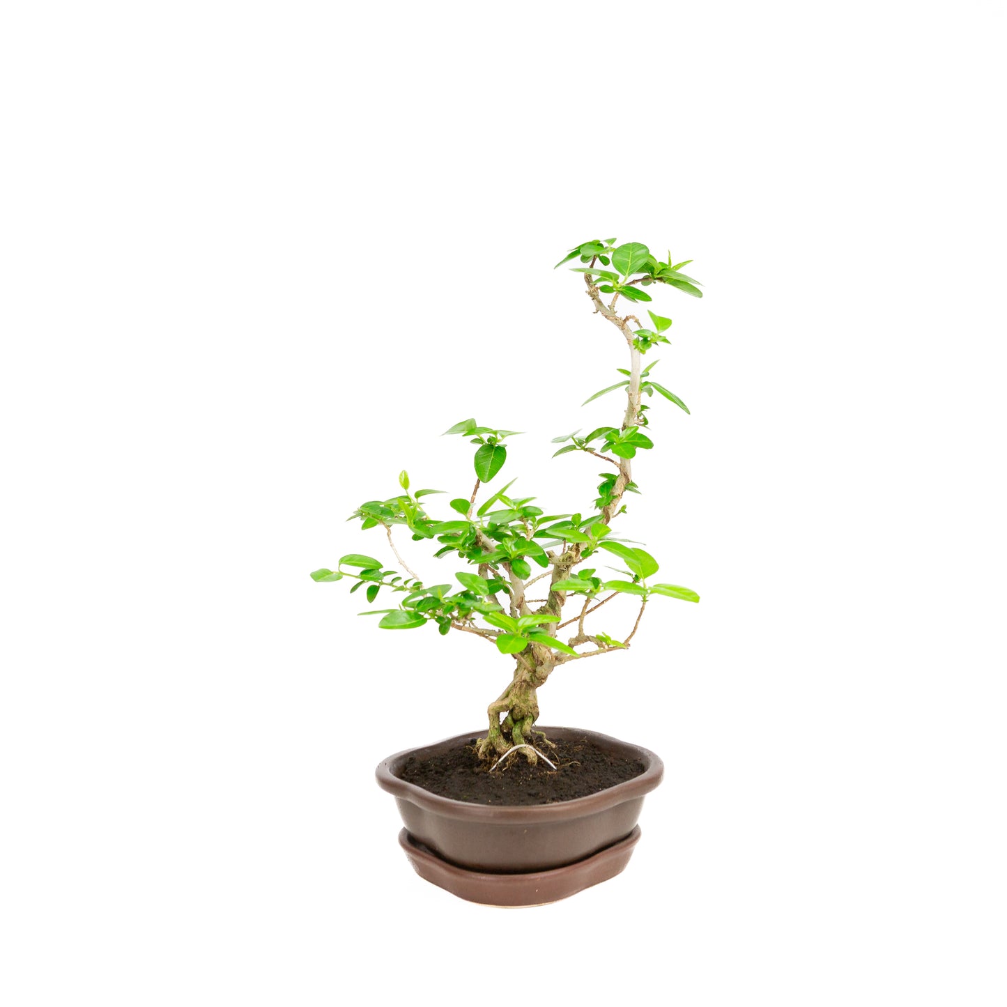 Premna Bonsai in bruine pot 22cm, hoogte ~35cm