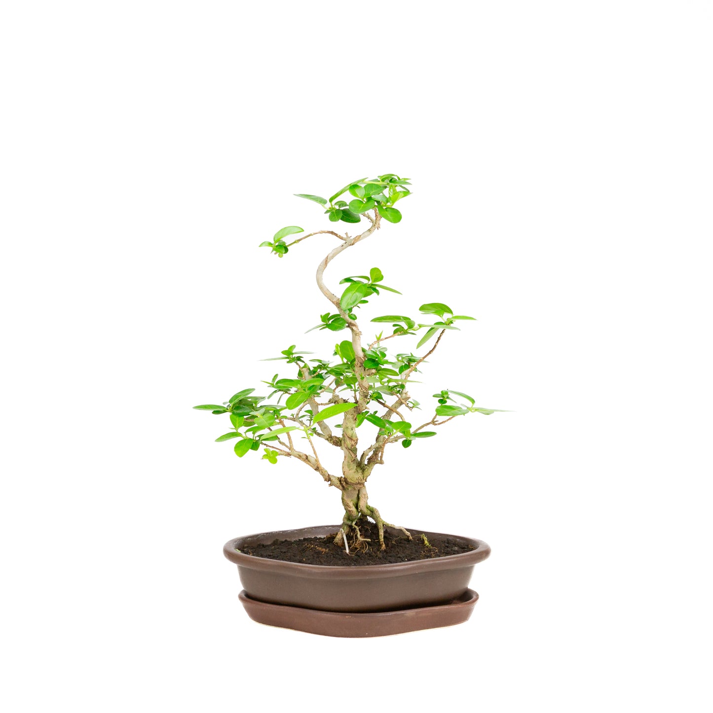 Premna Bonsai in bruine pot 22cm, hoogte ~35cm