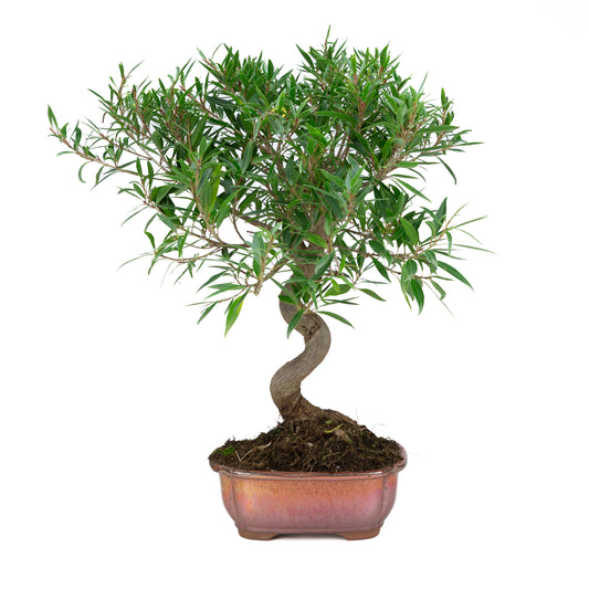 Ficus nerifolia (wilgenbladige vijg), hoogte ~52cm