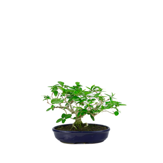 Premna microphylla (musk maple), hoogte ~19cm