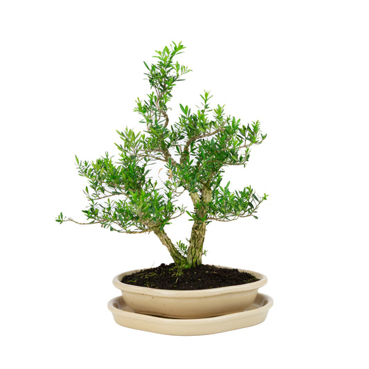 Buxus harlandii (Harland-buxus), hoogte ~38cm