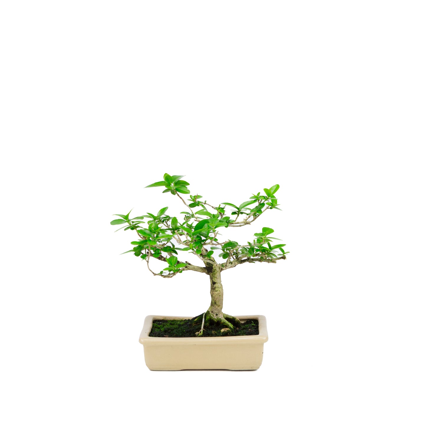 Premna microphylla (musk maple), hoogte ~21cm