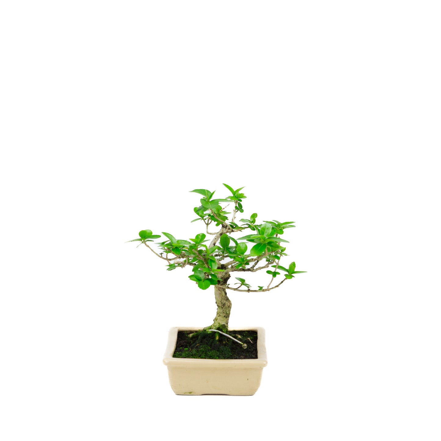 Premna microphylla (musk maple), hoogte ~21cm