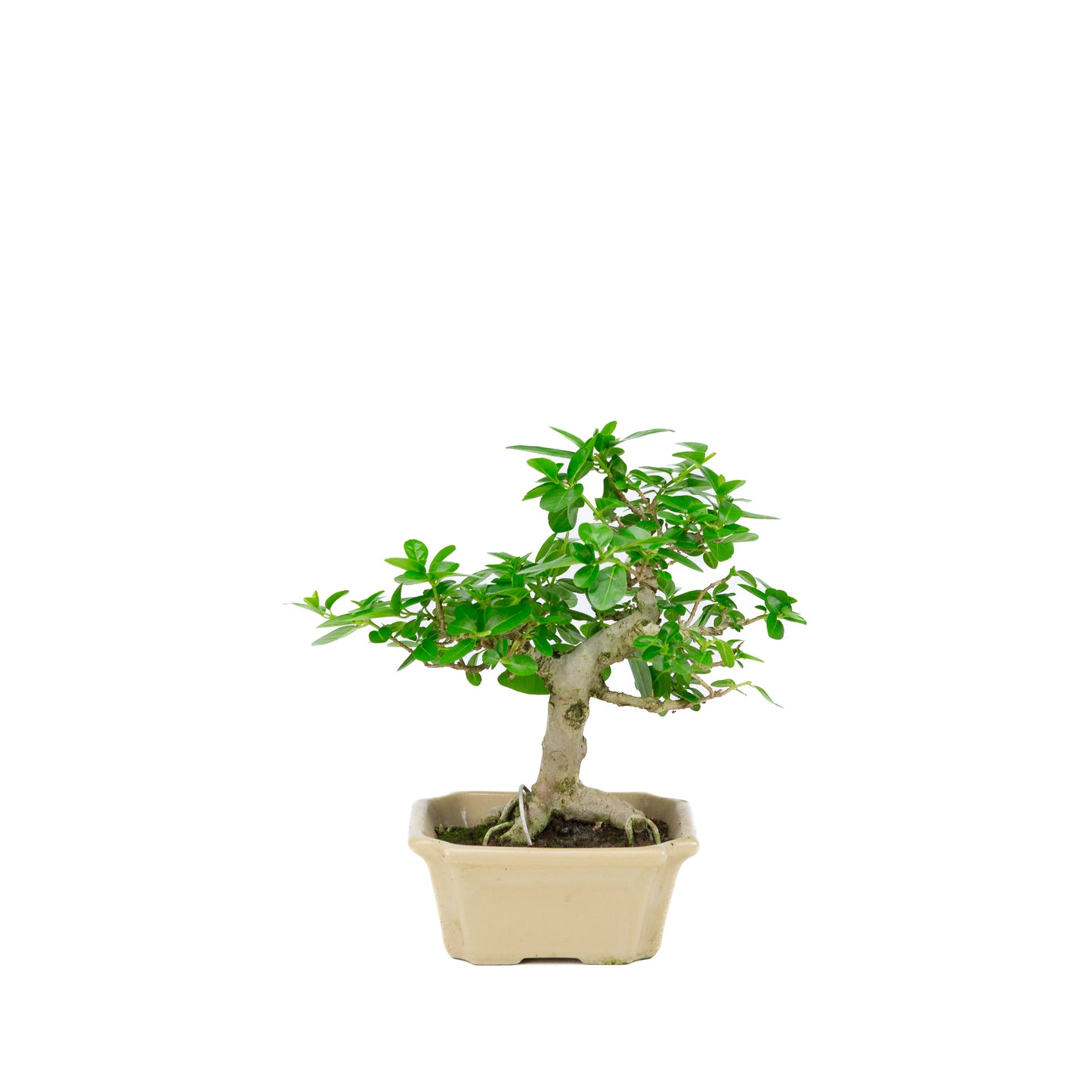 Premna microphylla (musk maple), hoogte ~24cm