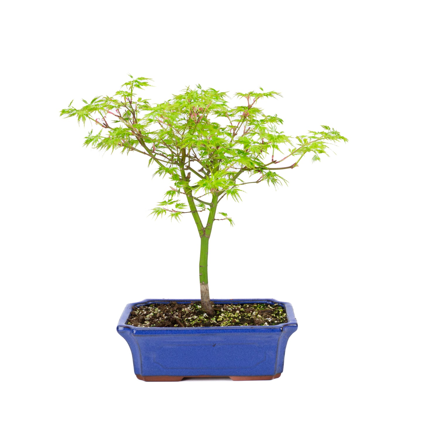 Acer palmatum 'Seiryu' (Japanse esdoorn), hoogte ~39cm