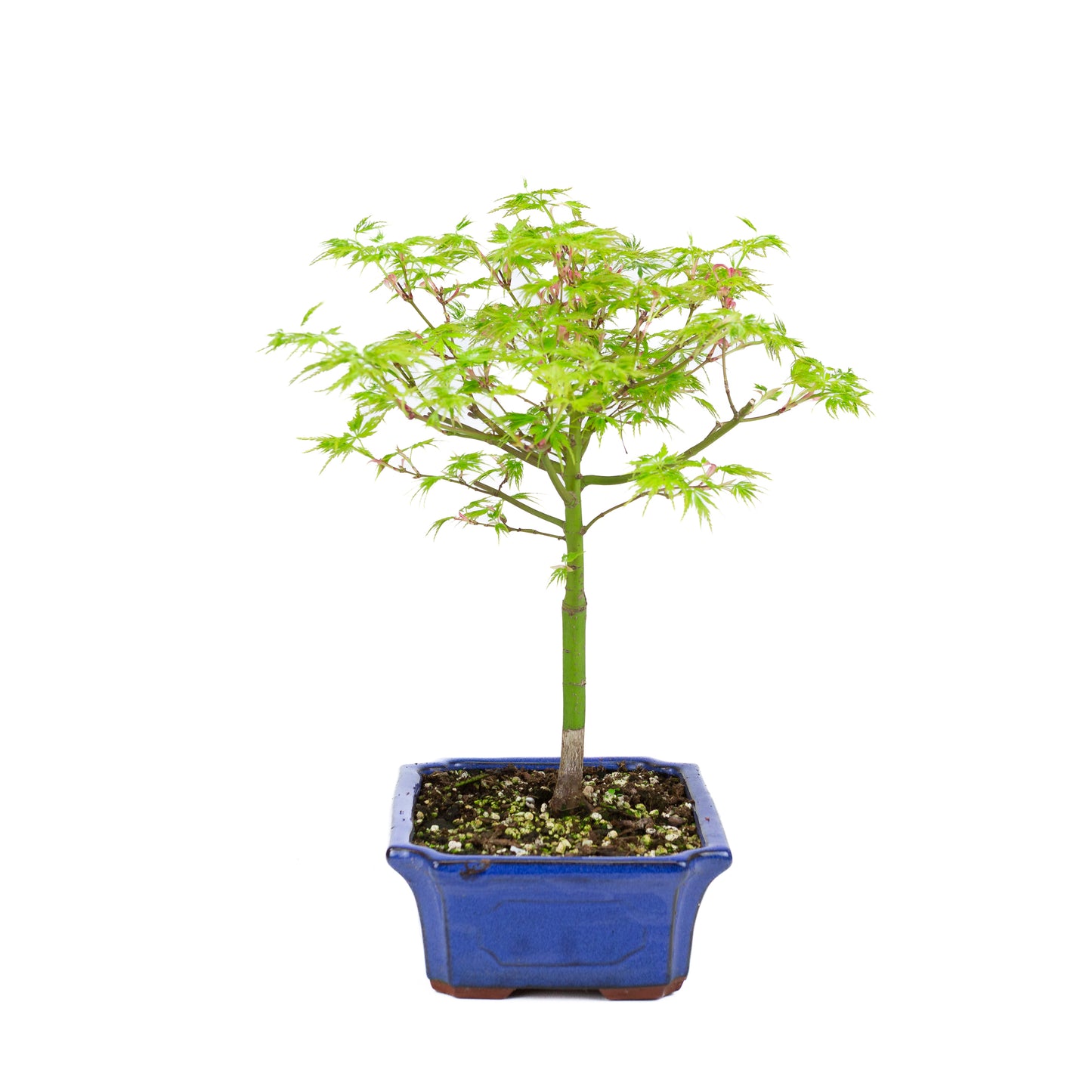 Acer palmatum 'Seiryu' (Japanse esdoorn), hoogte ~39cm