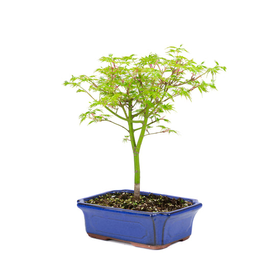 Acer palmatum 'Seiryu' (Japanse esdoorn), hoogte ~39cm