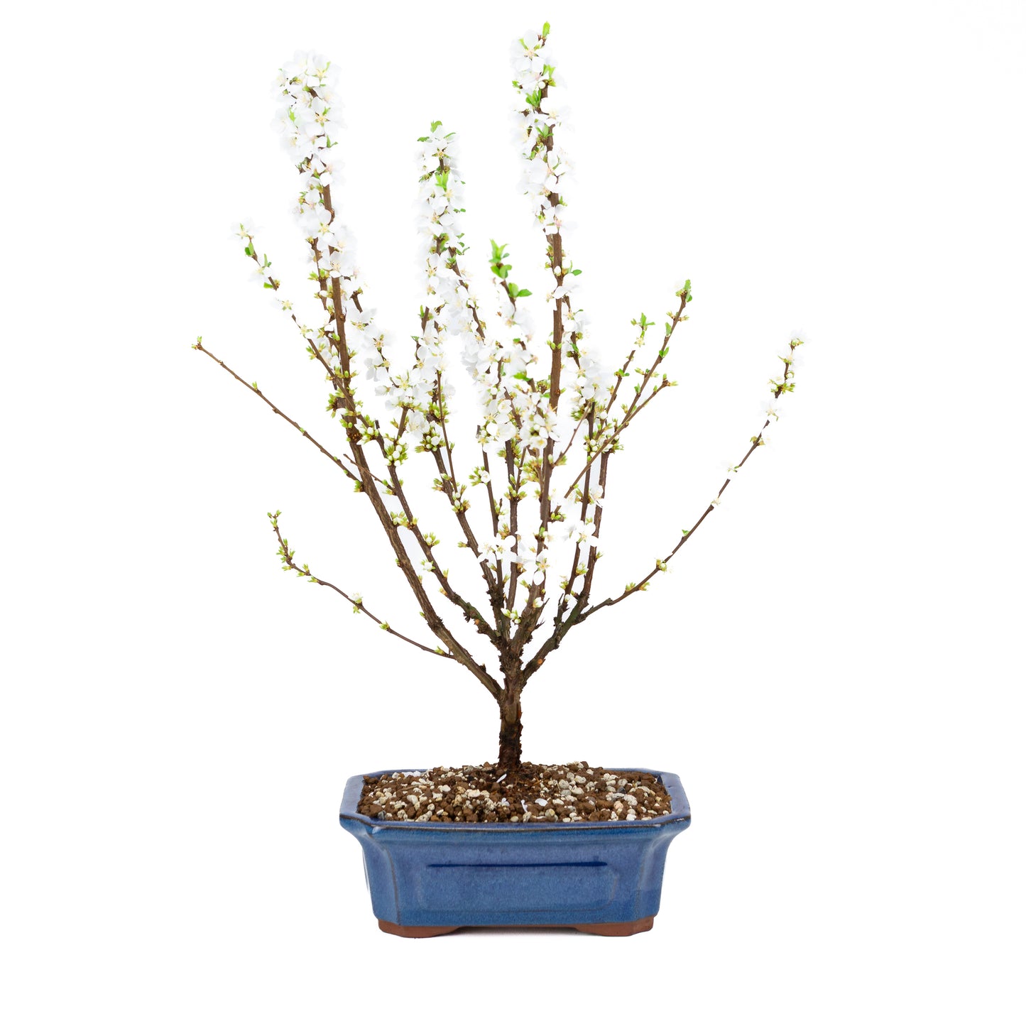Prunus tomentosa (Nankingkers), hoogte ~53cm