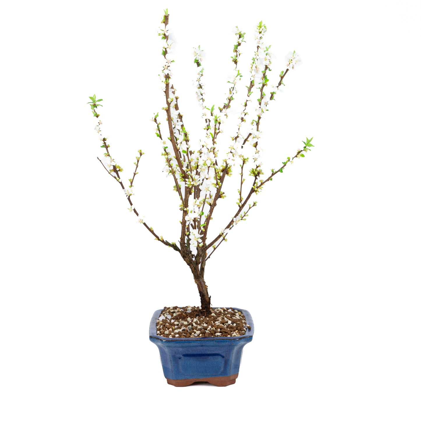 Prunus tomentosa (Nankingkers), hoogte ~53cm