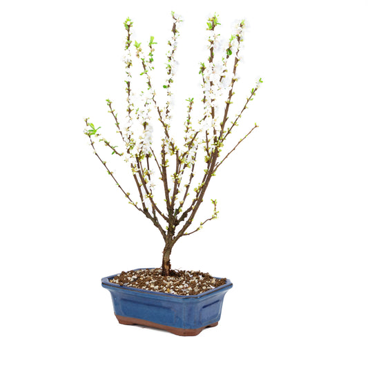 Prunus tomentosa (Nankingkers), hoogte ~53cm