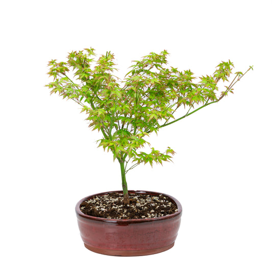 Acer palmatum 'Little Princess' (Japanse esdoorn), hoogte ~43cm