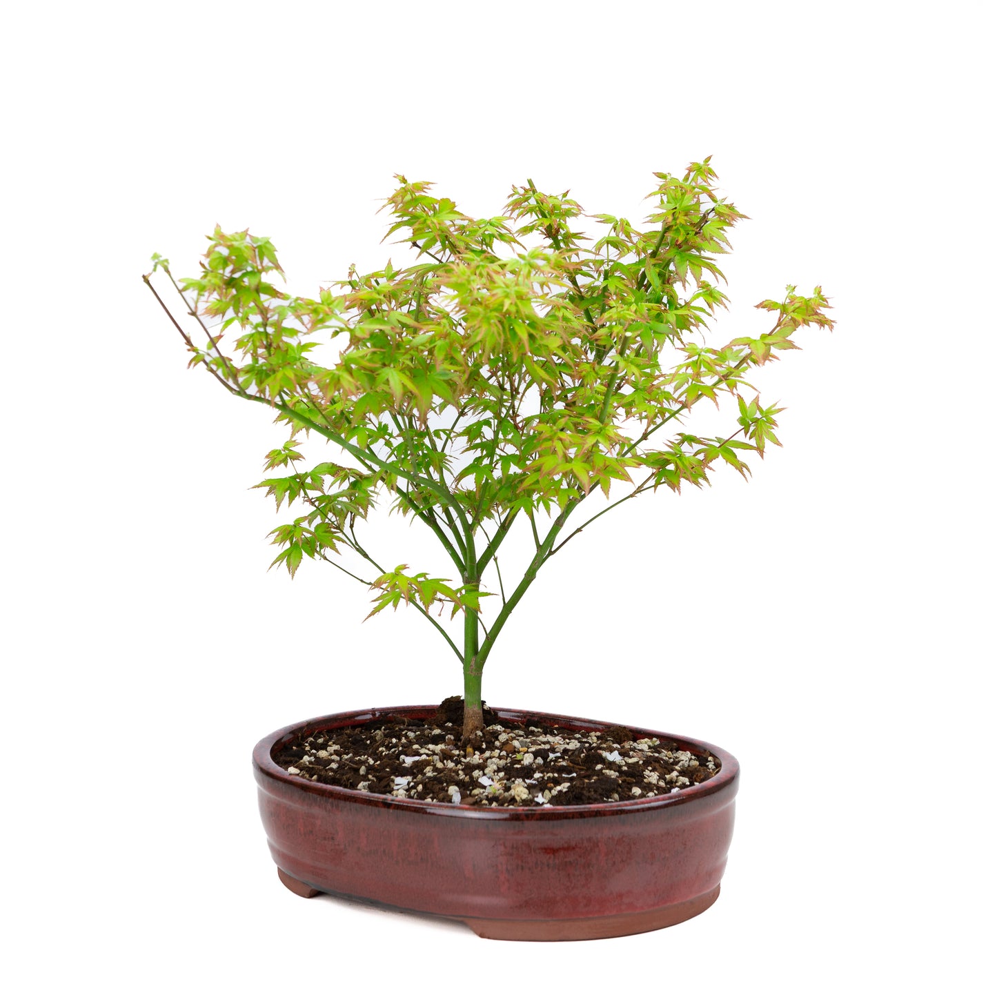 Acer palmatum 'Little Princess' (Japanse esdoorn), hoogte ~43cm