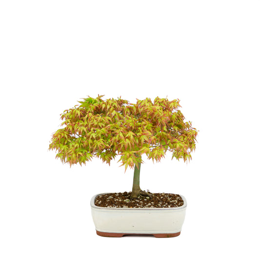 Acer palmatum 'Kiyohime' (Japanse esdoorn), hoogte ~30cm