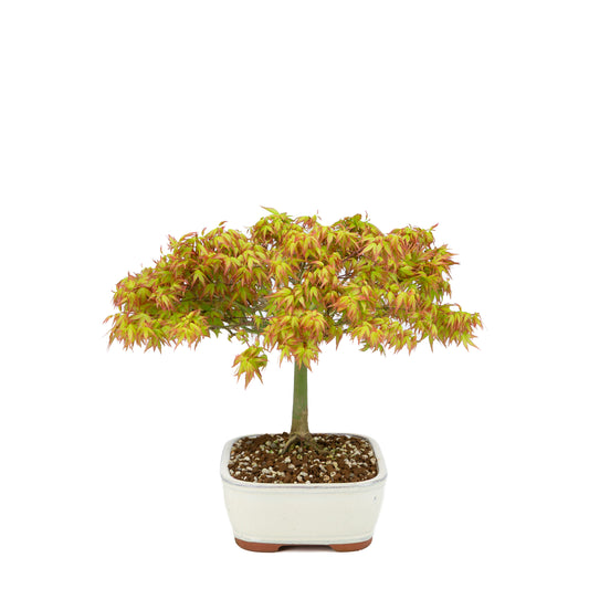 Acer palmatum 'Kiyohime' (Japanse esdoorn), hoogte ~30cm