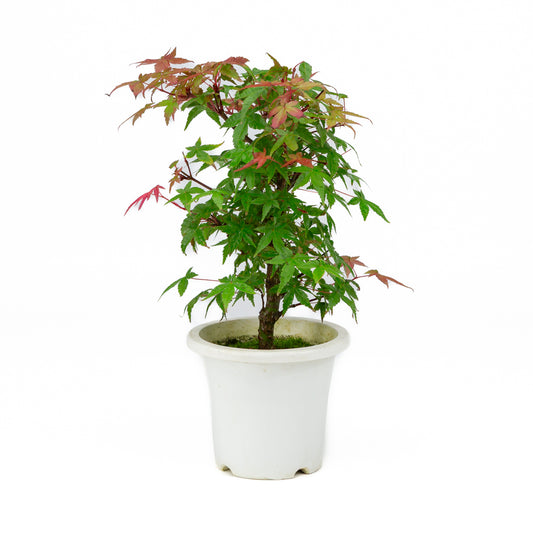 Acer palmatum plastic pot 13cm, hoogte ~33cm