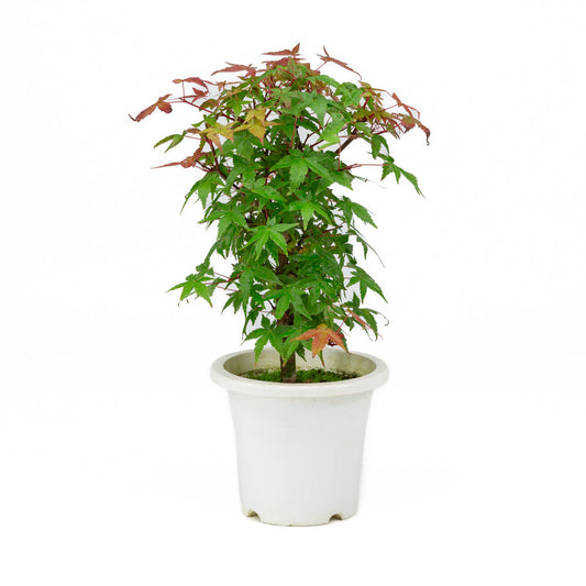 Acer palmatum plastic pot 13cm, hoogte ~33cm