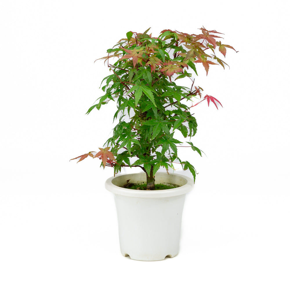 Acer palmatum plastic pot 13cm, hoogte ~33cm