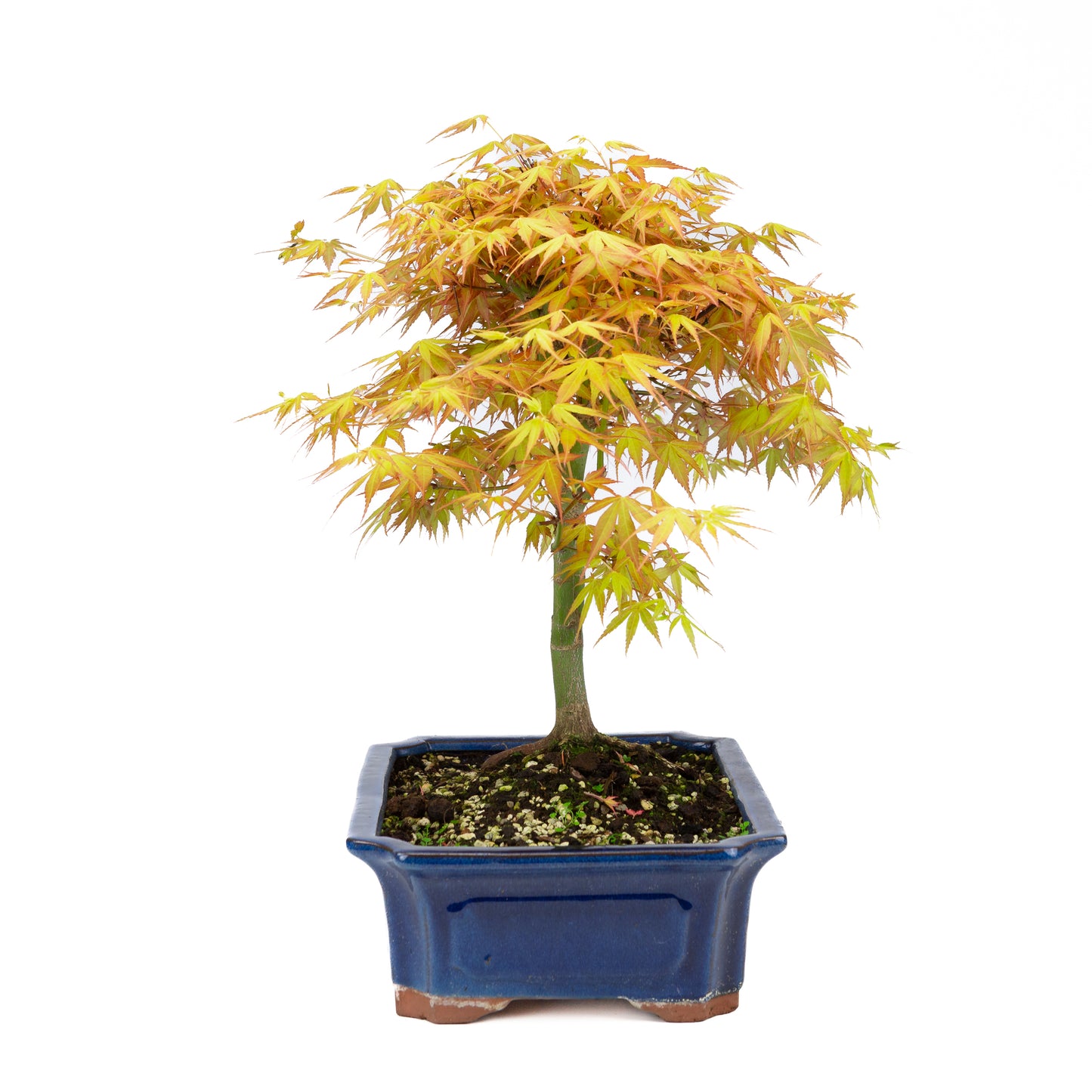 Acer palmatum 'Katsura' (Japanse esdoorn), hoogte ~46cm