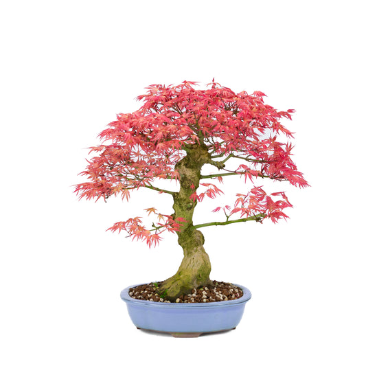 Acer palmatum 'Benichidori' (Japanse esdoorn), hoogte ~38cm