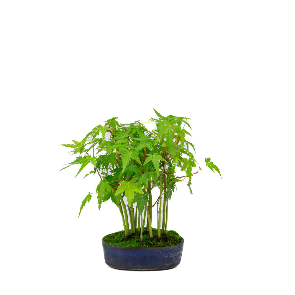Shohin Acer palmatum bos blauwe ovale pot 12cm, hoogte ~20cm