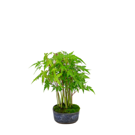 Shohin Acer palmatum bos blauwe ovale pot 12cm, hoogte ~20cm