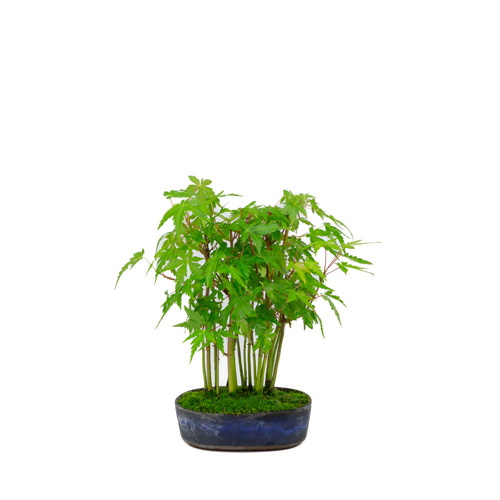 Shohin Acer palmatum bos blauwe ovale pot 12cm, hoogte ~20cm