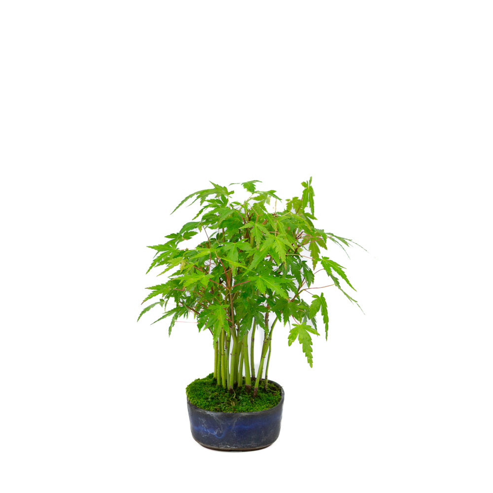 Shohin Acer palmatum bos blauwe ovale pot 12cm, hoogte ~20cm