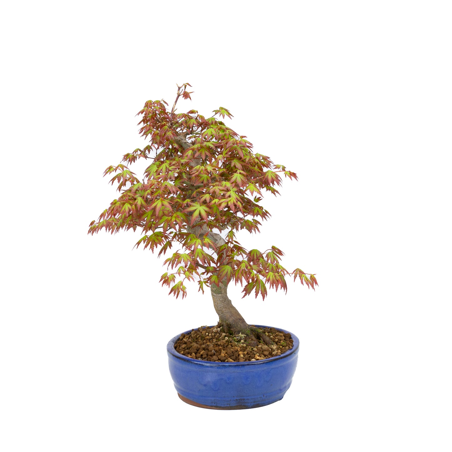 Acer palmatum (Japanse esdoorn), hoogte ~38cm