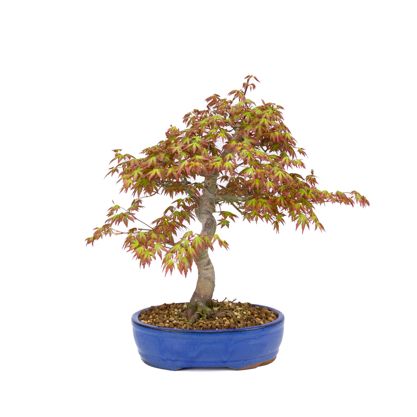 Acer palmatum (Japanse esdoorn), hoogte ~38cm