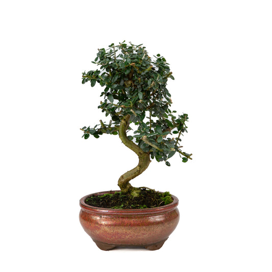 Olea europaea sylvestris rode ovale pot 15cm, hoogte ~32cm