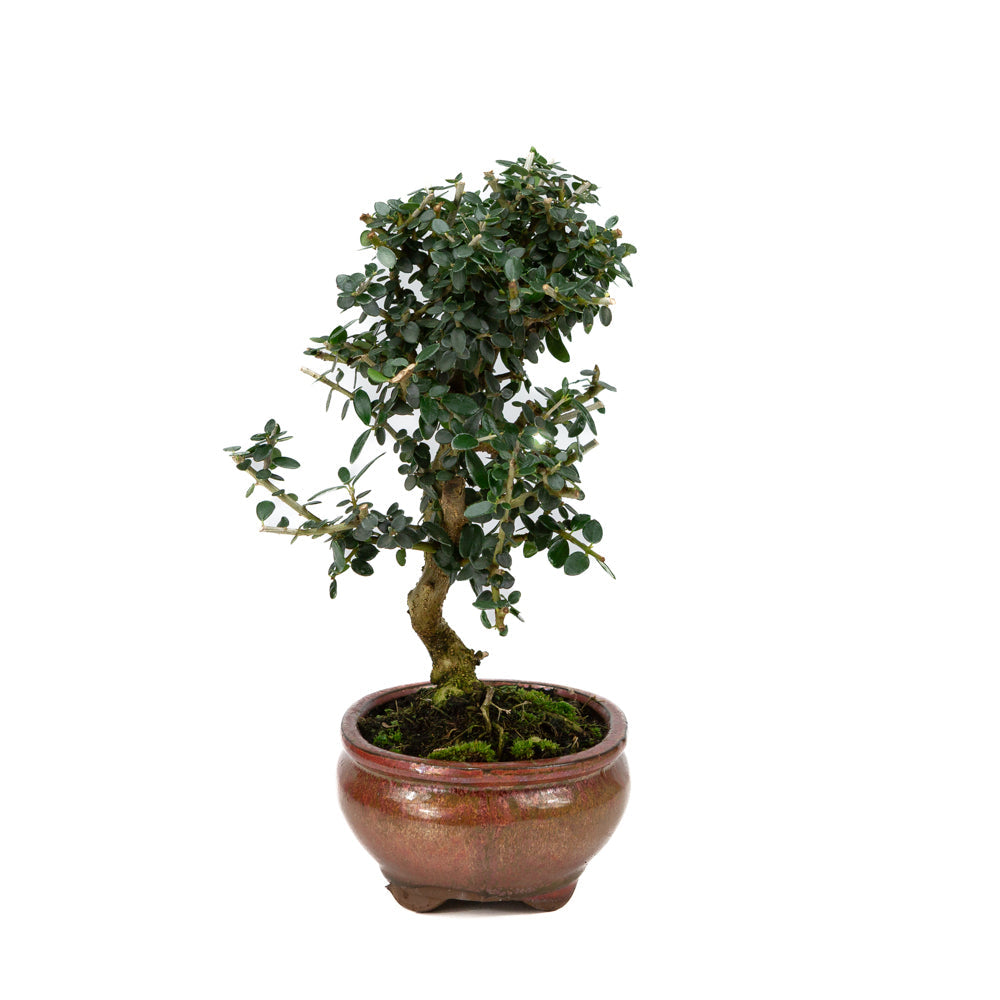 Olea europaea sylvestris rode ovale pot 15cm, hoogte ~32cm
