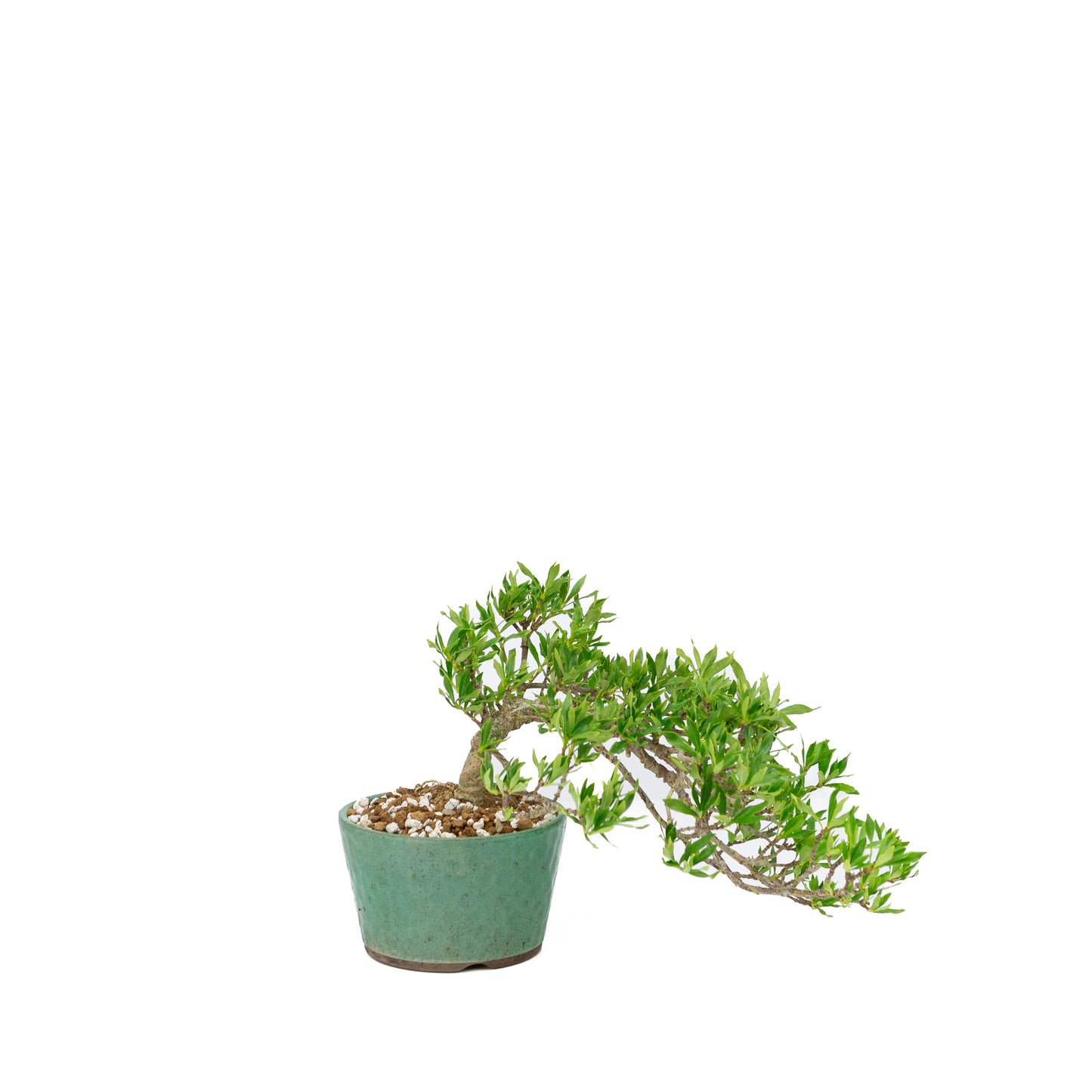 Gardenia jasminoides (Kaapse jasmijn), hoogte ~18cm