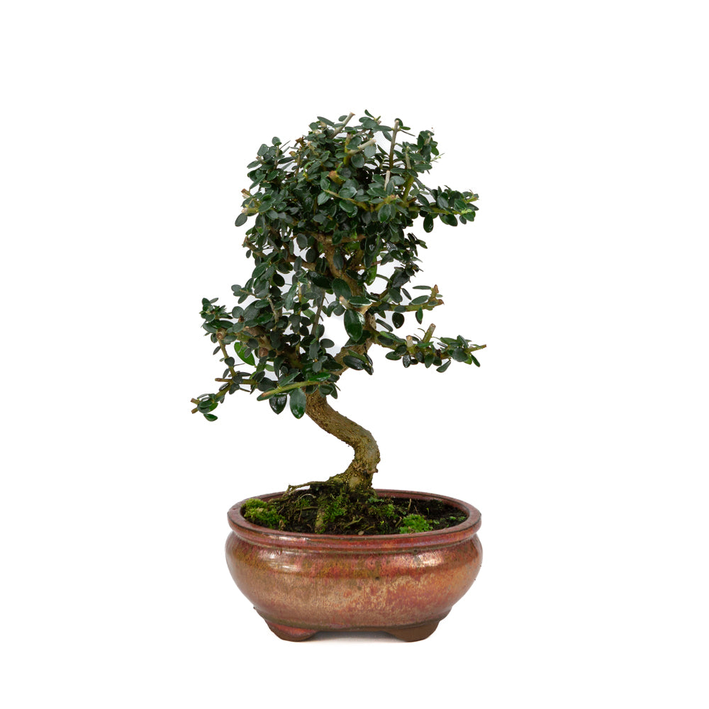 Olea europaea sylvestris rode ovale pot 15cm, hoogte ~32cm