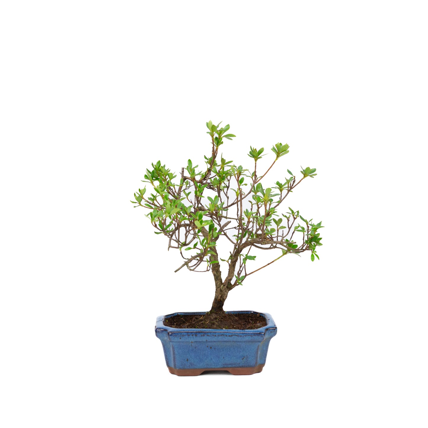 Rhododendron blauwe rechthoekige pot 15cm, hoogte ~30cm