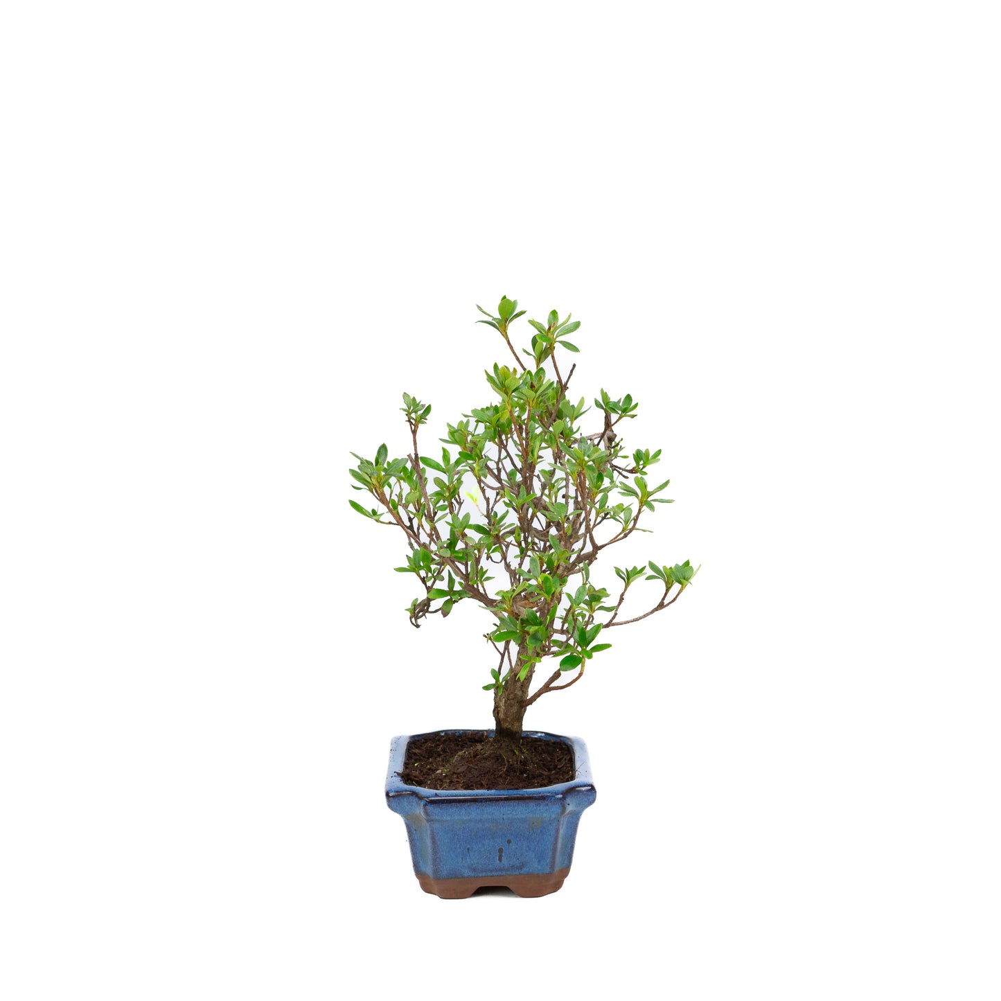 Rhododendron blauwe rechthoekige pot 15cm, hoogte ~30cm