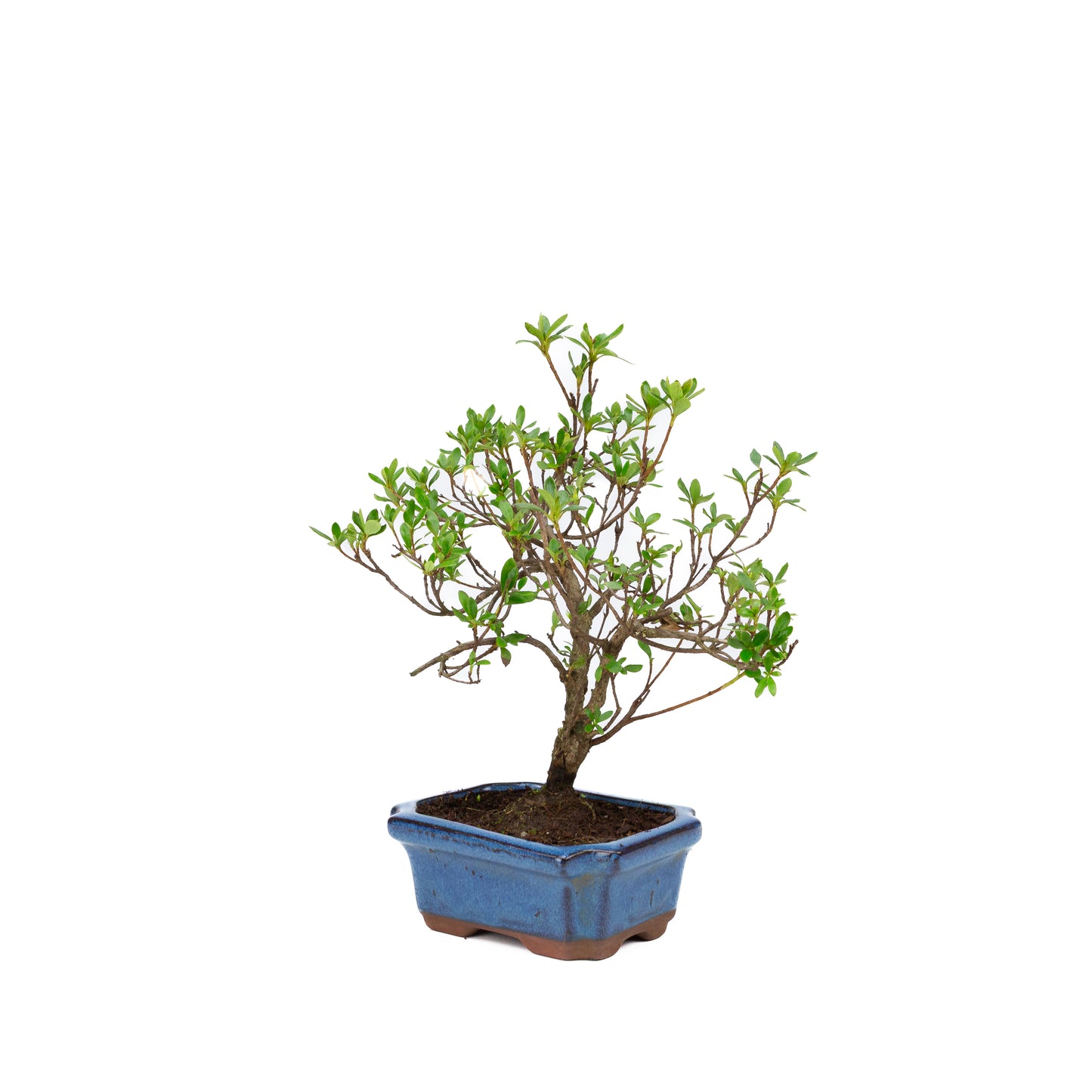 Rhododendron blauwe rechthoekige pot 15cm, hoogte ~30cm