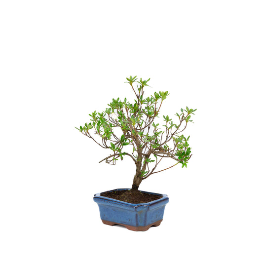 Rhododendron blauwe rechthoekige pot 15cm, hoogte ~30cm