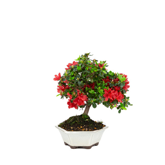 Rhododendron indicum (satsuki azalea), hoogte ~33cm