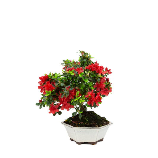 Rhododendron indicum (satsuki azalea), hoogte ~33cm