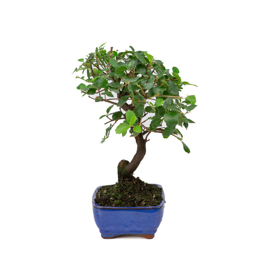 Quercus Suber blauwe rechthoekige pot 16cm, hoogte ~31cm