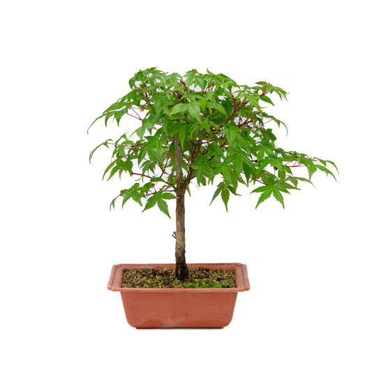 Acer palmatum Deshojo plastic pot 17cm, hoogte ~32cm