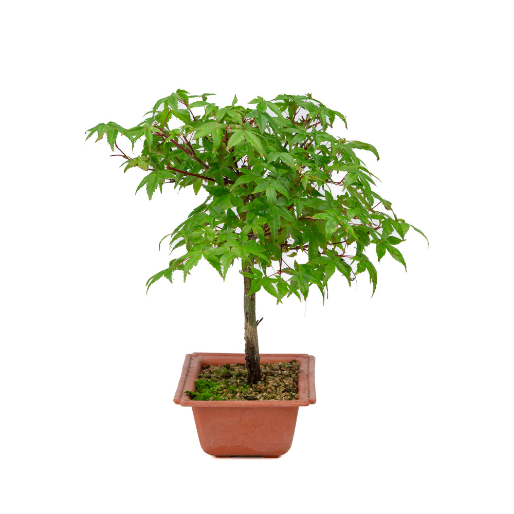 Acer palmatum Deshojo plastic pot 17cm, hoogte ~32cm
